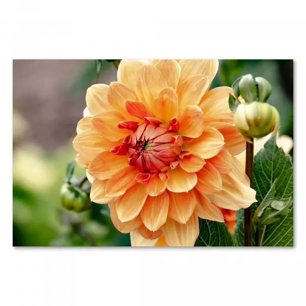 Strahlend orange Dahlie, leicht geöffnete Blütenblätter, grüne Knospen im Hintergrund. Strahlend orange Dahlie, leicht geöffnete Blütenblätter, grüne Knospen im Hintergrund.