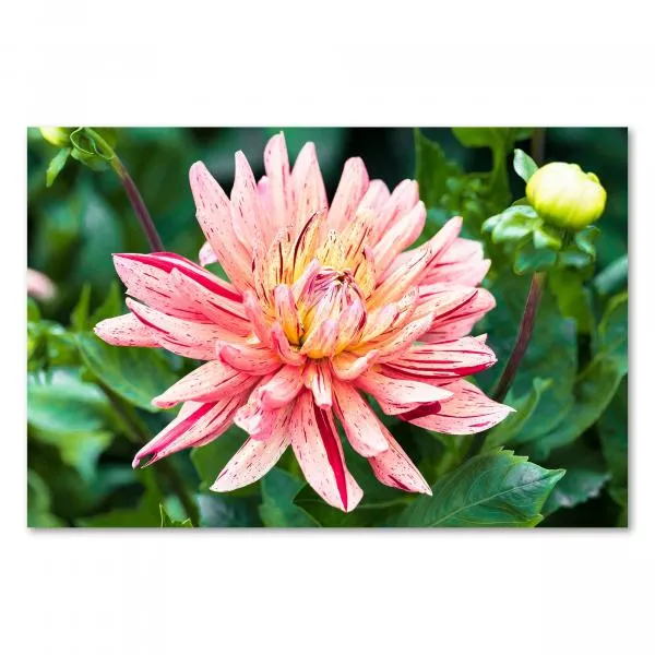Nahaufnahme einer Dahlienblüte mit rosa-gelben Streifen, grüne Blätter im Hintergrund. Nahaufnahme einer Dahlienblüte mit rosa-gelben Streifen, grüne Blätter im Hintergrund.