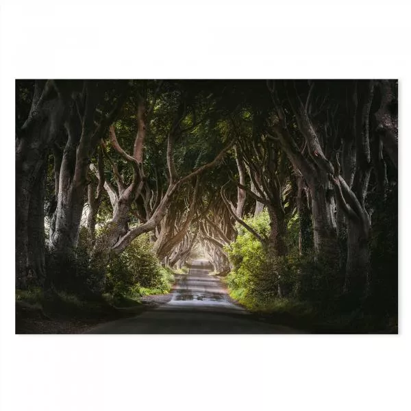 Dark Hedges Road Tunnel (Nordirland), Buchenbäume, Blätterdach, mystische Stimmung. Dark Hedges Road Tunnel (Nordirland), Buchenbäume, Blätterdach, mystische Stimmung.