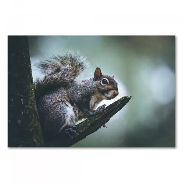 Graues Eichhörnchen auf Ast, Blick in die Ferne, buschiger Schwanz & flinke Augen. Graues Eichhörnchen auf Ast, Blick in die Ferne, buschiger Schwanz & flinke Augen.