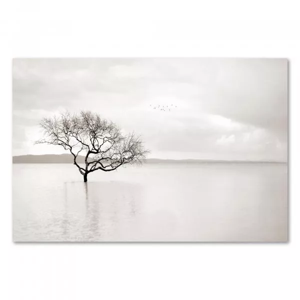Kahler Baum im Wasser, Äste spiegeln sich, Vögel fliegen im bewölkten Himmel. Kahler Baum im Wasser, Äste spiegeln sich, Vögel fliegen im bewölkten Himmel.