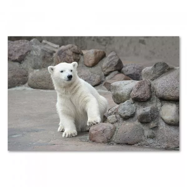Ein junger Eisbär im Zoo – ein faszinierendes Bild eines der größten Landraubtiere der Welt. Ein junger Eisbär im Zoo – ein faszinierendes Bild eines der größten Landraubtiere der Welt.