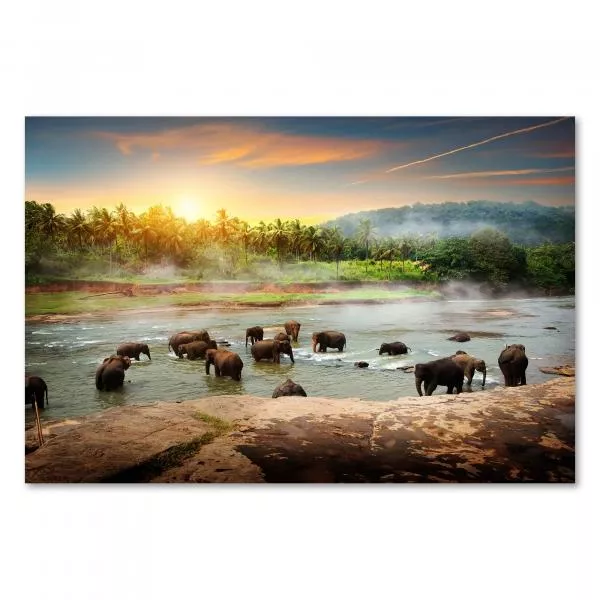 Elefantenherde badet im Fluss, Sonnenuntergang hinter Palmen, magisch. Elefantenherde badet im Fluss, Sonnenuntergang hinter Palmen, magisch.