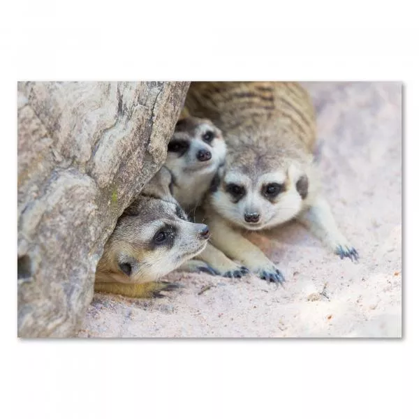 Drei neugierige Erdmännchen schauen aus ihrem Bau - ein lustiges Motiv für alle Tierliebhaber. Drei neugierige Erdmännchen schauen aus ihrem Bau - ein lustiges Motiv für alle Tierliebhaber.