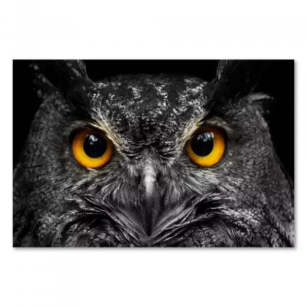 Nahaufnahme: Eule mit durchdringendem Blick & leuchtend gelben Augen vor Schwarz. Nahaufnahme: Eule mit durchdringendem Blick & leuchtend gelben Augen vor Schwarz.