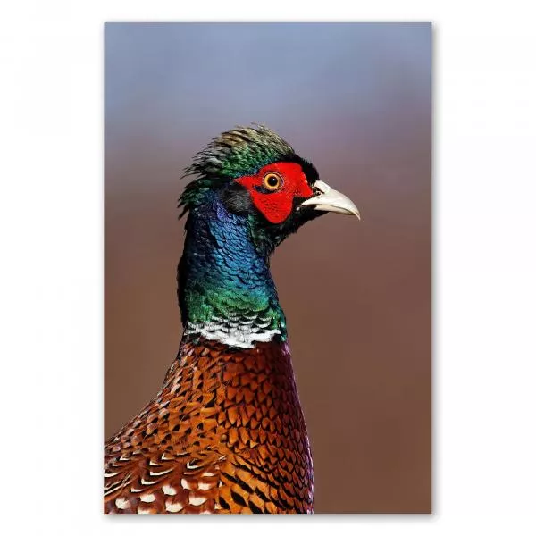 Nahaufnahme: Männlicher Fasan, farbenprächtiges Federkleid, roter Augenring, Schopf. Nahaufnahme: Männlicher Fasan, farbenprächtiges Federkleid, roter Augenring, Schopf.