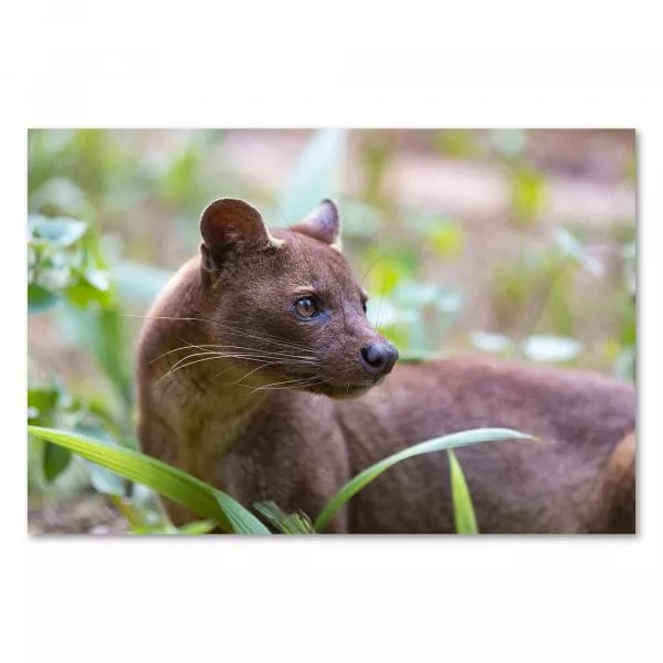 Fossa (Raubtier Madagaskars), grünes Unterholz, seltener Anblick. Fossa (Raubtier Madagaskars), grünes Unterholz, seltener Anblick.