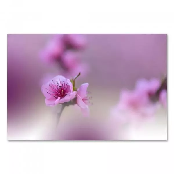 Zweig mit rosa Blüten, Frühling, sanfte Farben, Unschärfe - romantische Stimmung. Zweig mit rosa Blüten, Frühling, sanfte Farben, Unschärfe - romantische Stimmung.