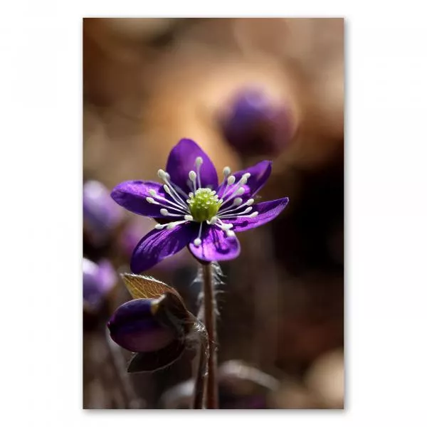 Eine lila Frühlingsblume in Nahaufnahme - die Schönheit der Natur im Detail. Eine lila Frühlingsblume in Nahaufnahme - die Schönheit der Natur im Detail.