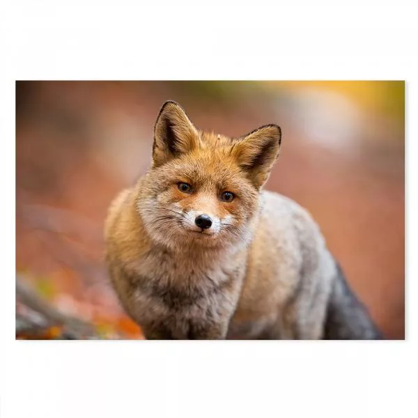 Rotfuchs, herbstlicher Wald, rotes Fell, buschiger Schwanz, unscharfer Hintergrund. Rotfuchs, herbstlicher Wald, rotes Fell, buschiger Schwanz, unscharfer Hintergrund.