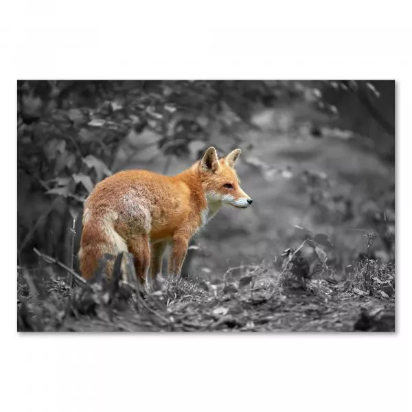 Roter Fuchs steht aufmerksam in schwarzweißer Waldlandschaft. Roter Fuchs steht aufmerksam in schwarzweißer Waldlandschaft.