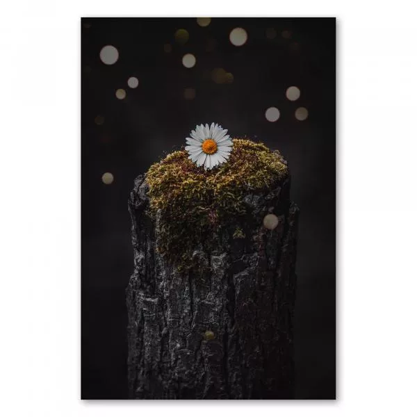 Weißes Gänseblümchen auf moosbewachsenem Baumstumpf, Unschärfe - leuchtende Blume. Weißes Gänseblümchen auf moosbewachsenem Baumstumpf, Unschärfe - leuchtende Blume.