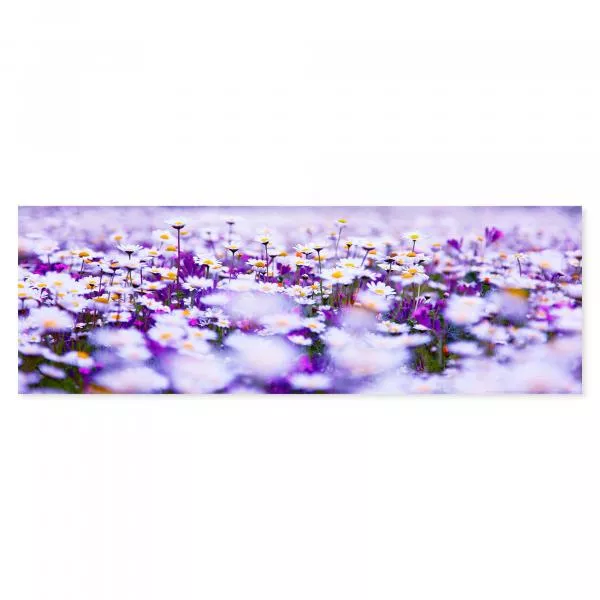 Eine Wiese mit weißen Gänseblümchen und violetten Blumen strahlt pure Fröhlichkeit aus. Eine Wiese mit weißen Gänseblümchen und violetten Blumen strahlt pure Fröhlichkeit aus.