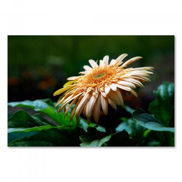 Gelbe Gerbera-Blüte vor dunklem Hintergrund, Nahaufnahme, feine Strukturen.