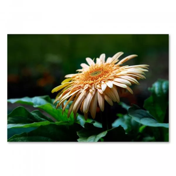 Gelbe Gerbera-Blüte vor dunklem Hintergrund, Nahaufnahme, feine Strukturen. Gelbe Gerbera-Blüte vor dunklem Hintergrund, Nahaufnahme, feine Strukturen.