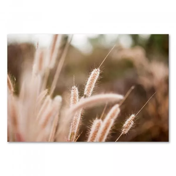 Goldgelbe Ziergräser leuchten im warmen Licht der Abendsonne - ein schönes Motiv für Naturliebhaber. Goldgelbe Ziergräser leuchten im warmen Licht der Abendsonne - ein schönes Motiv für Naturliebhaber.