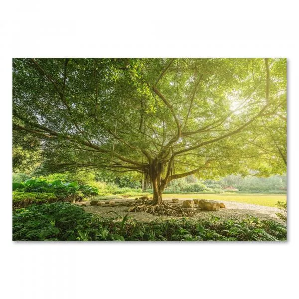 Riesiger Baum, ausladende Äste, grüne Blätter, Schatten auf Wiese - Ruhe. Riesiger Baum, ausladende Äste, grüne Blätter, Schatten auf Wiese - Ruhe.