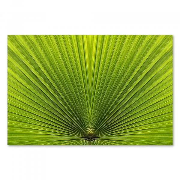 Die symmetrische Schönheit eines Palmblattes in Nahaufnahme - ein faszinierendes Muster der Natur. Die symmetrische Schönheit eines Palmblattes in Nahaufnahme - ein faszinierendes Muster der Natur.