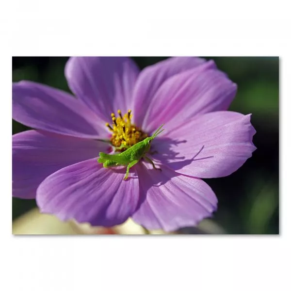 Eine grüne Heuschrecke auf einer pinken Kosmeeblüte – ein farbenfrohes Makrofoto. Eine grüne Heuschrecke auf einer pinken Kosmeeblüte – ein farbenfrohes Makrofoto.