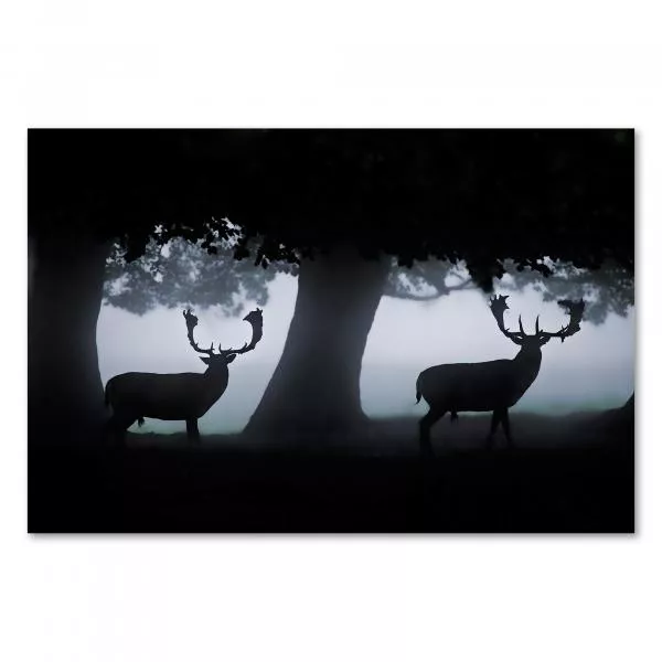 Zwei majestätische Hirsche, als Silhouetten im Nebel vor einem dunklen Wald. Ein mystisches Bild voller Atmosphäre. Zwei majestätische Hirsche, als Silhouetten im Nebel vor einem dunklen Wald. Ein mystisches Bild voller Atmosphäre.