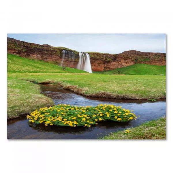 Wasserfall in Island, gelbe Sumpfdotterblumen am Ufer, beeindruckend. Wasserfall in Island, gelbe Sumpfdotterblumen am Ufer, beeindruckend.
