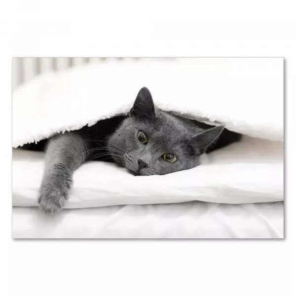 Eine graue Katze liegt entspannt im Bett - ein gemütliches Motiv für Tierliebhaber. Eine graue Katze liegt entspannt im Bett - ein gemütliches Motiv für Tierliebhaber.
