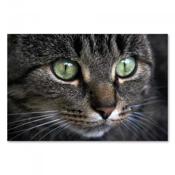 Nahaufnahme: Getigerte Katze mit grünen Augen, weiches Fell, Schnurrhaare. Nahaufnahme: Getigerte Katze mit grünen Augen, weiches Fell, Schnurrhaare.