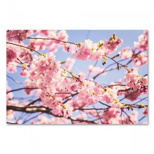 Zartrosa Kirschblüten am blauen Himmel - ein Frühlingsmotiv voller Leichtigkeit. Zartrosa Kirschblüten am blauen Himmel - ein Frühlingsmotiv voller Leichtigkeit.