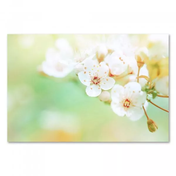 Zarte Kirschblüten im Frühling - Makroaufnahme in Pastellfarben, die Schönheit des Frühlings einfängt. Zarte Kirschblüten im Frühling - Makroaufnahme in Pastellfarben, die Schönheit des Frühlings einfängt.