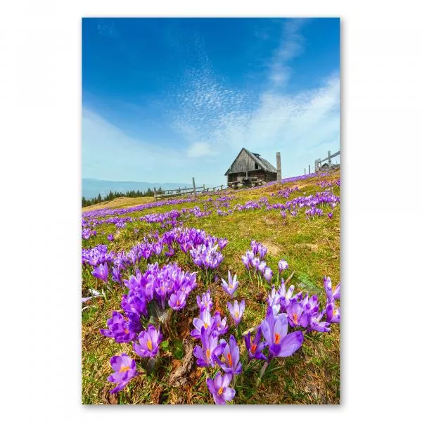 Eine Wiese voller violetter Krokusse erstreckt sich vor einer urigen Berghütte. Im Hintergrund leuchtet der blaue Himmel mit weißen Wolken. Eine Wiese voller violetter Krokusse erstreckt sich vor einer urigen Berghütte. Im Hintergrund leuchtet der blaue Himmel mit weißen Wolken.