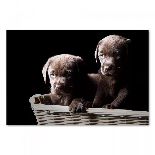Zwei braune Labradorwelpen kuscheln in einem Weidenkorb und blicken neugierig heraus. Zwei braune Labradorwelpen kuscheln in einem Weidenkorb und blicken neugierig heraus.
