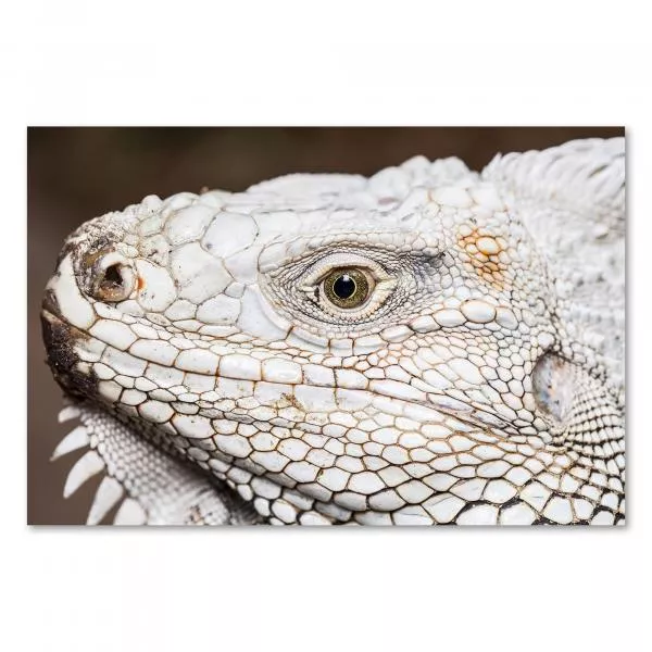 Nahaufnahme: Leguan, schuppige Haut, Auge, Stacheln - Reptilien. Nahaufnahme: Leguan, schuppige Haut, Auge, Stacheln - Reptilien.