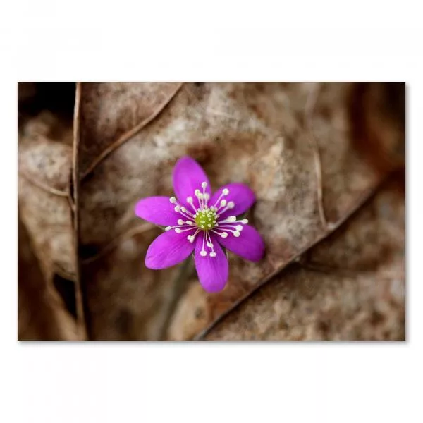 Eine einzelne lila Blume mit gelbem Blütenstaub auf braunem Laub. Eine einzelne lila Blume mit gelbem Blütenstaub auf braunem Laub.