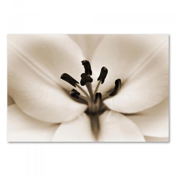 Nahaufnahme einer Lilienblüte in Sepia. Die filigranen Staubblätter & Blütenblätter strahlen zeitlose Eleganz aus.