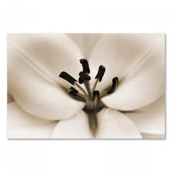 Nahaufnahme einer Lilienblüte in Sepia. Die filigranen Staubblätter & Blütenblätter strahlen zeitlose Eleganz aus. Nahaufnahme einer Lilienblüte in Sepia. Die filigranen Staubblätter & Blütenblätter strahlen zeitlose Eleganz aus.