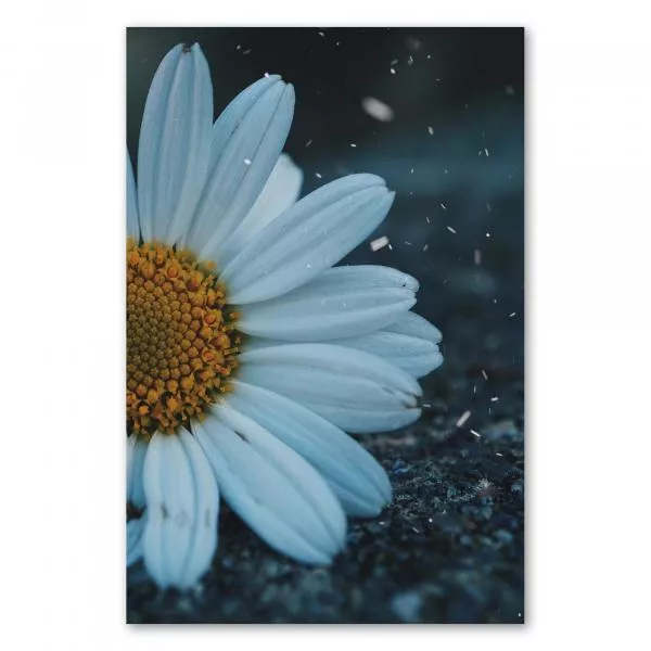 Weiße Margerite auf grauem Asphalt, Kontrast zwischen Blume & rauem Untergrund. Weiße Margerite auf grauem Asphalt, Kontrast zwischen Blume & rauem Untergrund.