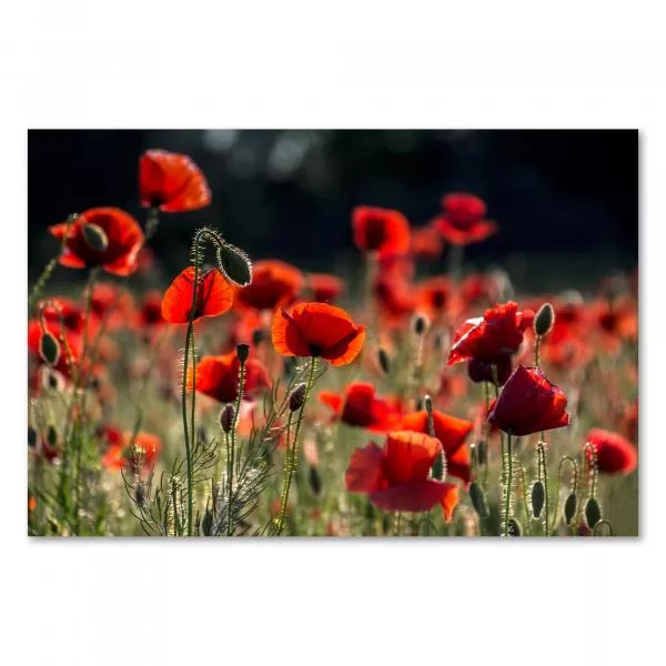 Ein rotes Mohnblumenfeld im Sonnenschein – die Kraft und Schönheit der Natur in einem Bild. Ein rotes Mohnblumenfeld im Sonnenschein – die Kraft und Schönheit der Natur in einem Bild.