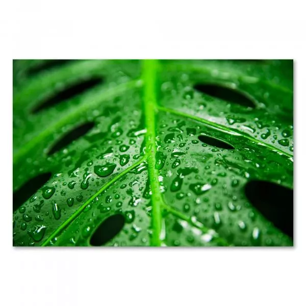 Makroaufnahme: Tropisches Monstera-Blatt, frische Wassertropfen, intensives Grün. Makroaufnahme: Tropisches Monstera-Blatt, frische Wassertropfen, intensives Grün.
