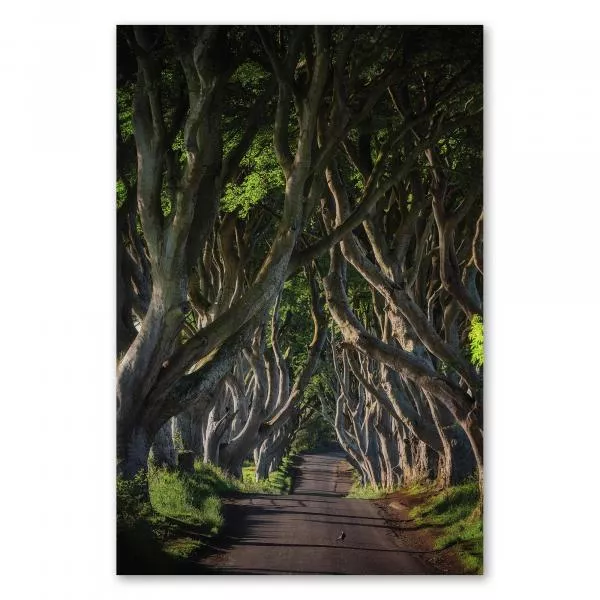 Allee der Dark Hedges (Irland), knorrige Buchenbäume, mystische Atmosphäre, Sonnenlicht. Allee der Dark Hedges (Irland), knorrige Buchenbäume, mystische Atmosphäre, Sonnenlicht.