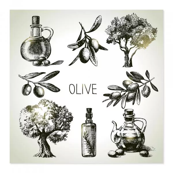 Handgezeichnete Illustrationen: Olivenzweige, Olivenbäume, Öl, Lampe. Handgezeichnete Illustrationen: Olivenzweige, Olivenbäume, Öl, Lampe.