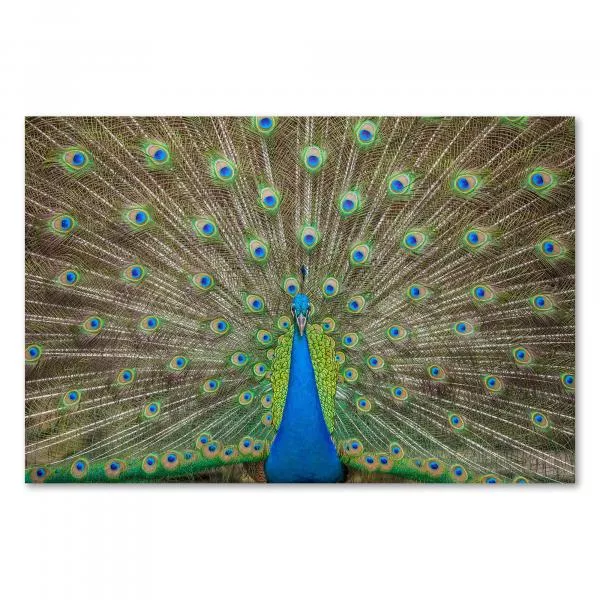 Pfau präsentiert sein beeindruckendes Federkleid in Blau- und Grüntönen. Pfau präsentiert sein beeindruckendes Federkleid in Blau- und Grüntönen.