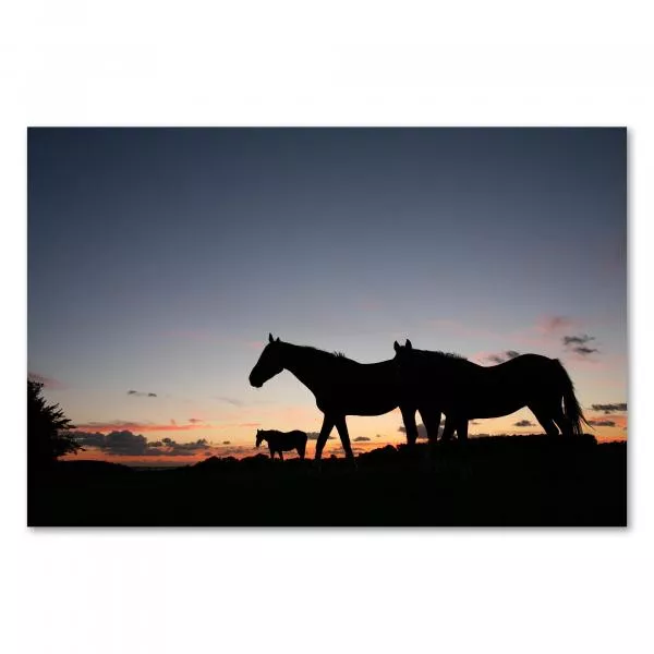 Pferde als Silhouetten vor farbenprächtigem Abendhimmel, stimmungsvolles Bild von Freiheit. Pferde als Silhouetten vor farbenprächtigem Abendhimmel, stimmungsvolles Bild von Freiheit.