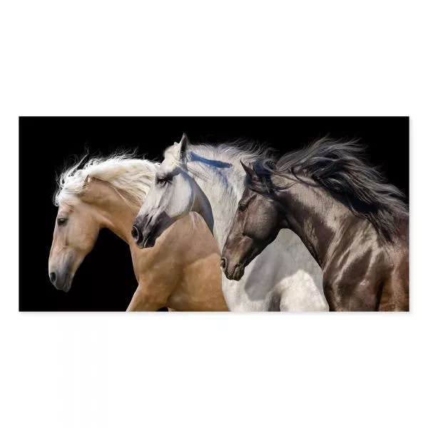 Drei Pferde (Falbe, Schimmel, Rappe) galoppieren, Mähnen wehen - Kraft & Eleganz. Drei Pferde (Falbe, Schimmel, Rappe) galoppieren, Mähnen wehen - Kraft & Eleganz.