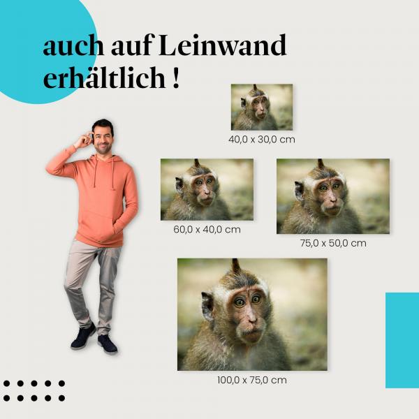 "Porträt eines jungen Makaken" Leinwandbild. Finde die ideale Größe für dein Zuhause & setze Akzente mit Kunst!