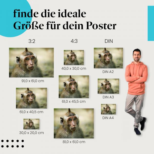 Junger Makake Poster: Affen Portrait - jetzt bestellen!