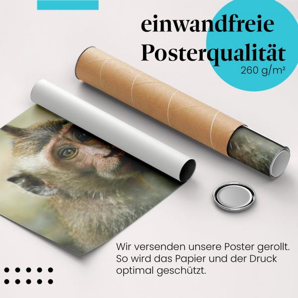 Gerolltes Poster "Junger Makake", Porträt, neugierig.