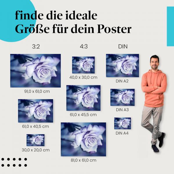 "Zarte Schönheit": Poster - Blaue Rose im Morgentau - Eleganz & Reinheit
