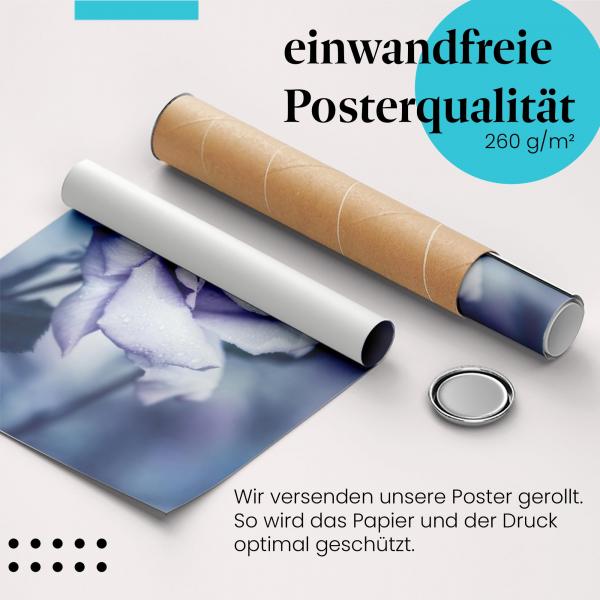 Gerolltes Poster "Blaue Rose", Morgentau, Schönheit.