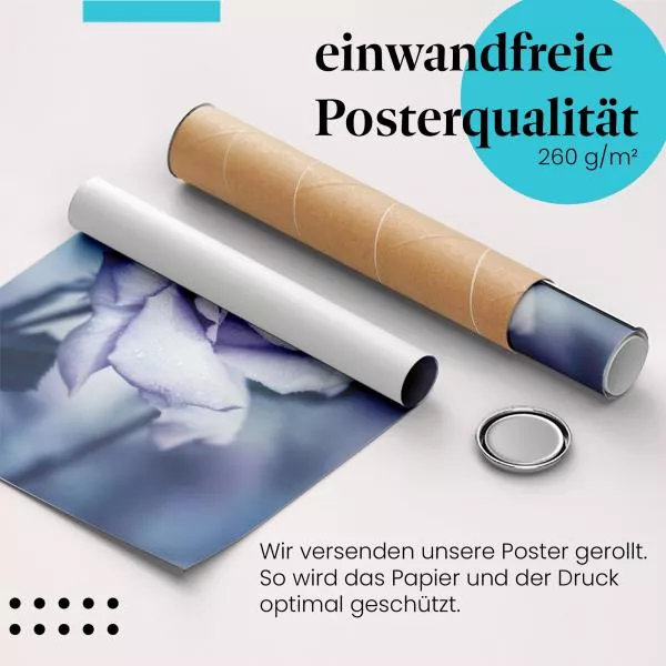 Blaue Rose im Morgentau | Postereck 1330 Blaue Rose im Morgentau | Postereck 1330