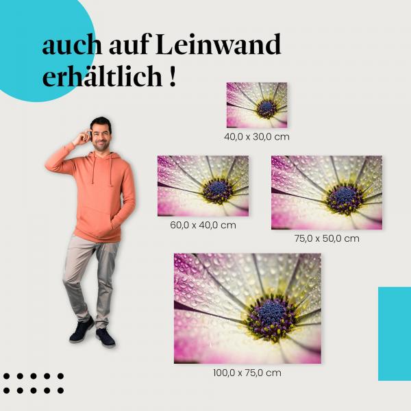 Blüte: Leinwandbild. Makro, weiß-rosa, Wassertropfen.